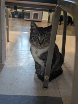 Rescue Domestic Short Hair Cats for Adoption in Rice Lake, Wisconsin - Ollie | PetCurious