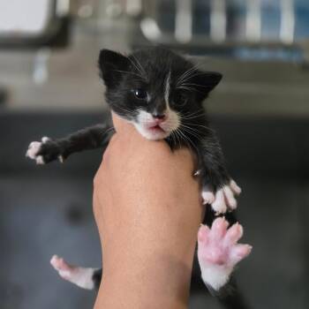 Domestic Short Hair Cats Available for Adoption in San Jacinto, California - Meanie | PetCurious