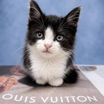 Desie -  Domestic Medium Hair Cat for Adoption in Marshall, Texas - Desie | PetCurious