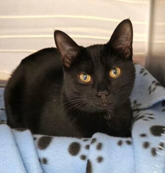 Rosalina -  Domestic Short Hair Cat for Adoption in Cincinnati, Ohio - Rosalina | PetCurious