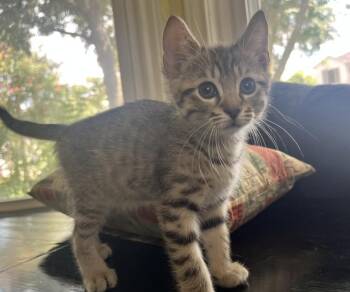 IVAR -  American Shorthair and Domestic Short Hair Cat for Adoption in Houston, Texas - IVAR | PetCurious