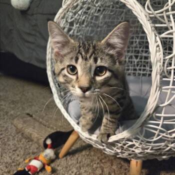 River -  Domestic Short Hair Cat Available for Adoption in Gibsonia, Pennsylvania - River | PetCurious