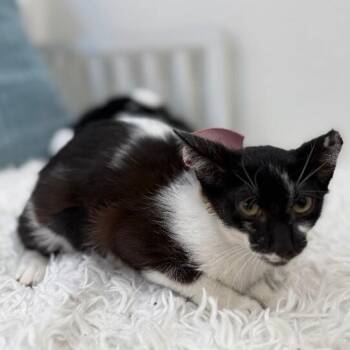 Domestic Short Hair and Tuxedo Cats Available for Adoption in Friendswood, Texas - Daisy Boo | PetCurious