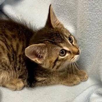 Lucky -  Tabby Cat for Adoption in Green Valley, Arizona - Lucky | PetCurious