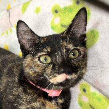Cinnamon -  Domestic Short Hair Cat for Adoption in Santa Ana, California - Cinnamon | PetCurious
