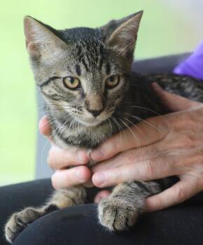 Eunice -  Domestic Short Hair Cat for Adoption in North Fort Myers, Florida - Eunice | PetCurious