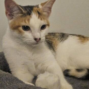 Maisie -  Domestic Short Hair Cat for Adoption in Butler, Pennsylvania - Maisie | PetCurious