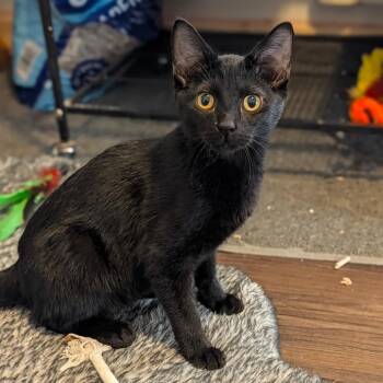 Boogie -  Domestic Short Hair Cat for Adoption in Brownsboro, Alabama - Boogie | PetCurious