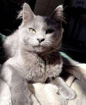 Feta - bonded with Blue Cheese -  Domestic Medium Hair and Russian Blue Cat for Adoption in Philadelphia, Pennsylvania - Feta - Bonded With Blue Cheese | PetCurious