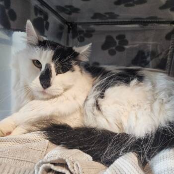 Rescue Domestic Long Hair Cats for Adoption in Hailey, Idaho - Lionel | PetCurious