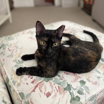 Hazelnut (R74 James St 1) -  American Shorthair Cat for Adoption in Westport, Connecticut - Hazelnut (R74 James St 1) | PetCurious