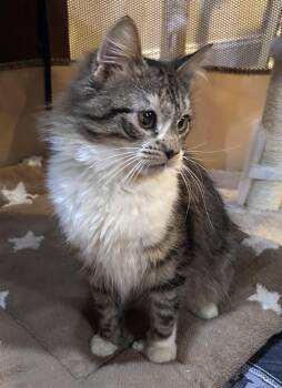 Domestic Long Hair Cats Available for Adoption in Allentown, New Jersey - Norman | PetCurious