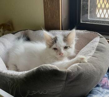 Sparkler -  Domestic Long Hair and Tabby Cat for Adoption in Fargo, North Dakota - Sparkler | PetCurious