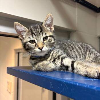 Clinger -  Domestic Short Hair Cat for Adoption in Fairport, New York - Clinger | PetCurious