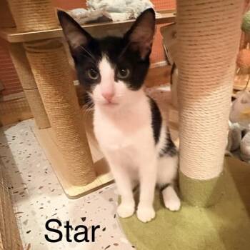 Star -  Domestic Short Hair Cat for Adoption in Westminster, California - Star | PetCurious