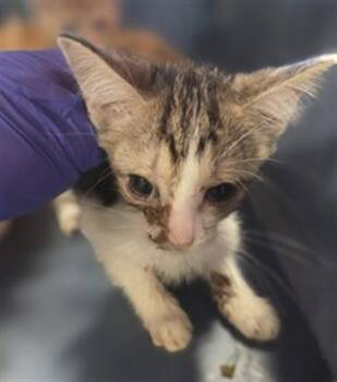 ZANIA -  Domestic Short Hair Cat for Adoption in Louisville, Kentucky - ZANIA | PetCurious