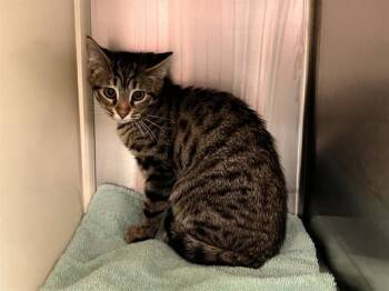 LILY -  Domestic Short Hair Cat for Adoption in Colorado Springs, Colorado - LILY | PetCurious