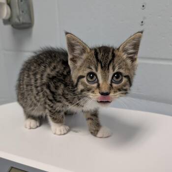 Domestic Short Hair Cats Available for Adoption in Indianapolis, Indiana - Tidy Cat | PetCurious