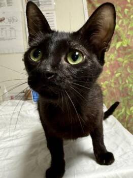 Claire -  Domestic Short Hair Cat for Adoption in San Antonio, Texas - Claire | PetCurious