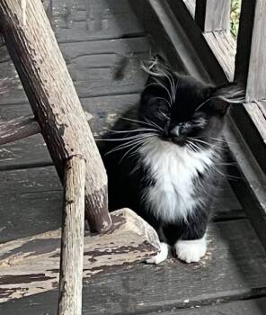 Rescue Domestic Long Hair Cats for Adoption - Rockhopper | PetCurious