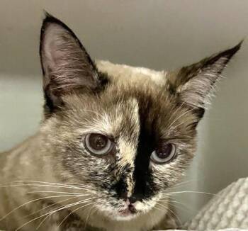Domestic Short Hair Cats Available for Adoption in Boston, Massachusetts - MOMO | PetCurious