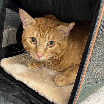 Oscar Wilde -  Domestic Short Hair Cat for Adoption in Waltham, Massachusetts - Oscar Wilde | PetCurious