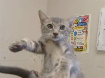 A923924 -  Domestic Short Hair Cat for Adoption in Sacramento, California - A923924 | PetCurious