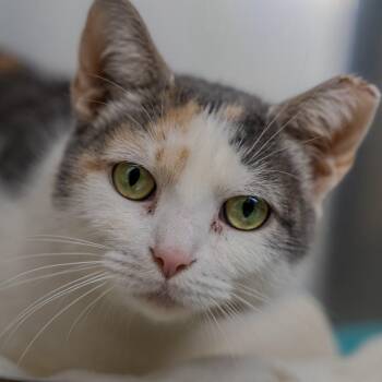 Maelle -  Domestic Short Hair Cat for Adoption in Alexandria, Indiana - Maelle | PetCurious