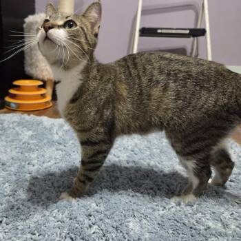 HENRIETTA -  Domestic Short Hair Cat for Adoption in Loveland, Colorado - HENRIETTA | PetCurious