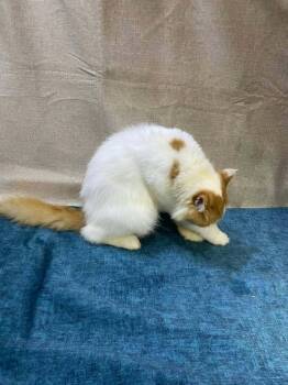 Gotchi - Affectionate -  Turkish Van and Siberian Cat for Adoption in Brampton, Ontario - Gotchi - Affectionate | PetCurious