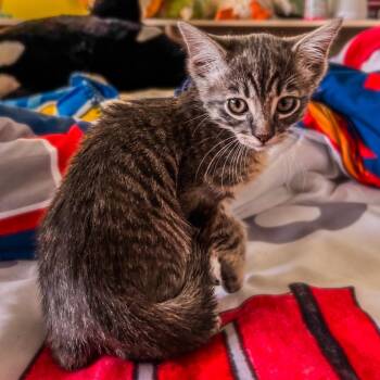 Domestic Short Hair Cats Available for Adoption in Long Beach, California - Beverly | PetCurious
