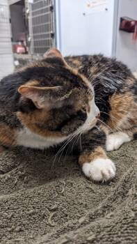 Rescue Domestic Short Hair Cats for Adoption in Cleveland, Ohio - Sarita | PetCurious