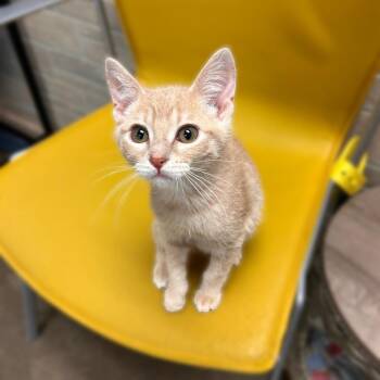 We Sell Bread -  Domestic Short Hair Cat for Adoption in Davenport, Iowa - We Sell Bread | PetCurious