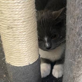 Domestic Medium Hair Cats Available for Adoption in Philadelphia, Pennsylvania - Bluey | PetCurious