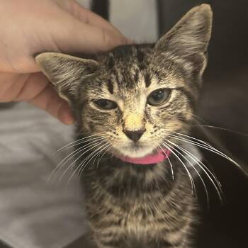 Yelp -  Domestic Short Hair Cat for Adoption in Chattanooga, Tennessee - Yelp | PetCurious