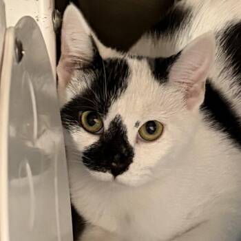 Twilight -  Domestic Short Hair Cat for Adoption in North Myrtle Beach, South Carolina - Twilight | PetCurious