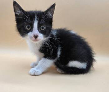 Mazie -  Domestic Short Hair and Tuxedo Cat for Adoption in Magnolia Springs, Alabama - Mazie | PetCurious