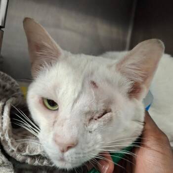 Domestic Short Hair Cats Available for Adoption - Alaska | PetCurious