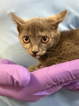 JOSIE -  Domestic Short Hair Cat for Adoption in Doral, Florida - JOSIE | PetCurious