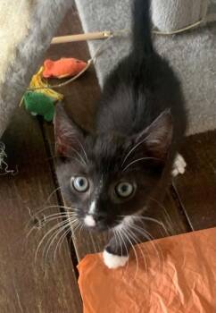 Domestic Short Hair Cats Available for Adoption in North Charleston, South Carolina - 91228A Charlie | PetCurious