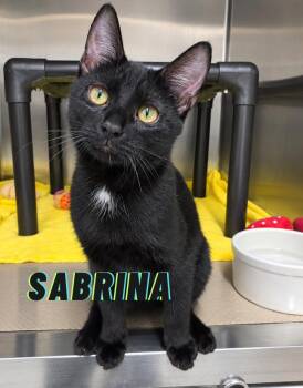 Sabrina -  Domestic Short Hair Cat for Adoption in Nevada, Iowa - Sabrina | PetCurious