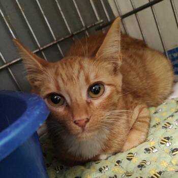 Crimson C46622 -  Domestic Short Hair Cat for Adoption in Corsicana, Texas - Crimson C46622 | PetCurious