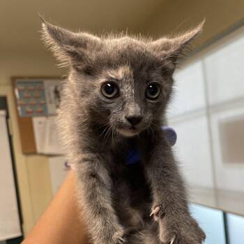 Stormy -  Domestic Short Hair Cat for Adoption in Pasadena, California - Stormy | PetCurious