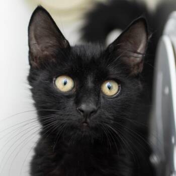 Cat Noir -  Domestic Short Hair Cat for Adoption in Middletown, Rhode Island - Cat Noir | PetCurious