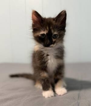 Hazel -  Domestic Short Hair Cat for Adoption in Honolulu, Hawaii - Hazel | PetCurious
