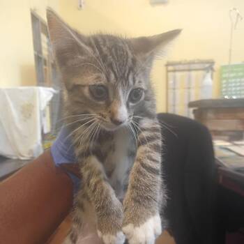 Canopus -  Domestic Short Hair Cat for Adoption in Lynchburg, Virginia - Canopus | PetCurious