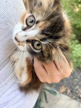 Kimiko -  Domestic Medium Hair and Calico Cat for Adoption in Lake Wylie, South Carolina - Kimiko | PetCurious