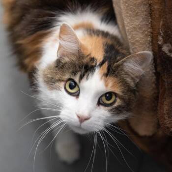 Domestic Medium Hair Cats Available for Adoption in Des Moines, Iowa - Mia -- Bonded Buddy With Kiki | PetCurious