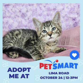 Happy -  Domestic Short Hair Cat for Adoption in Fort Wayne, Indiana - Happy | PetCurious