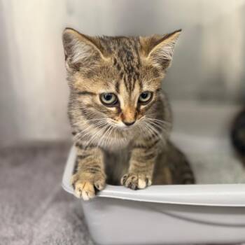 Harper -  Domestic Short Hair Cat for Adoption in Auburn, Alabama - Harper | PetCurious